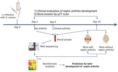 Gene expression of S100a8/a9 predicts Staphylococcus aureus-induced septic arthritis in mice
